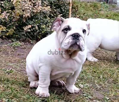 English bulldog puppies boys from Russia