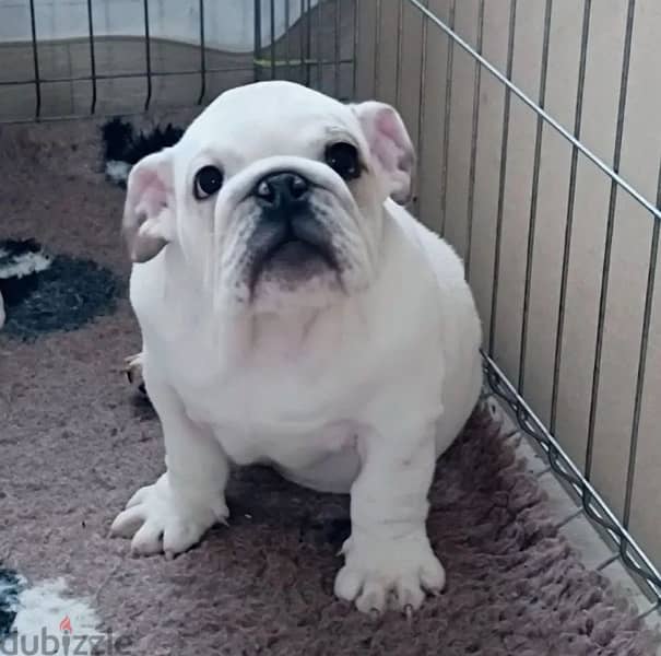 English bulldog puppies boys from Russia 1