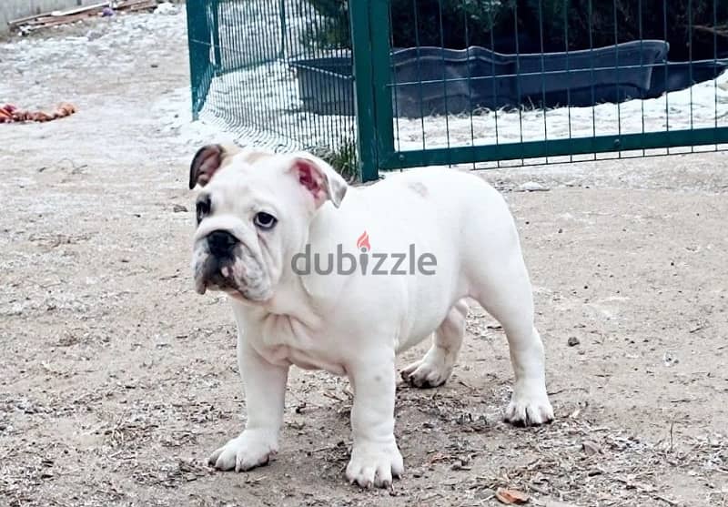 English bulldog puppies boys from Russia 3