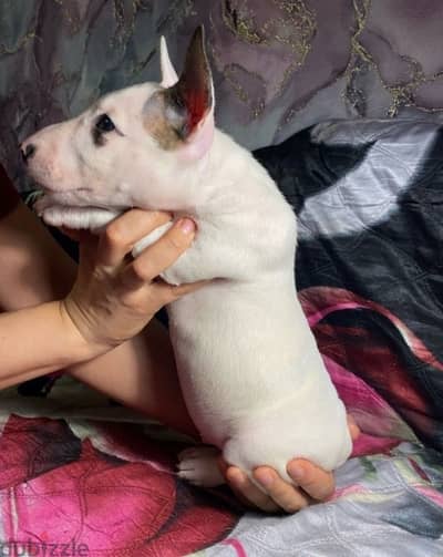 bull terrier puppy boy from Russia