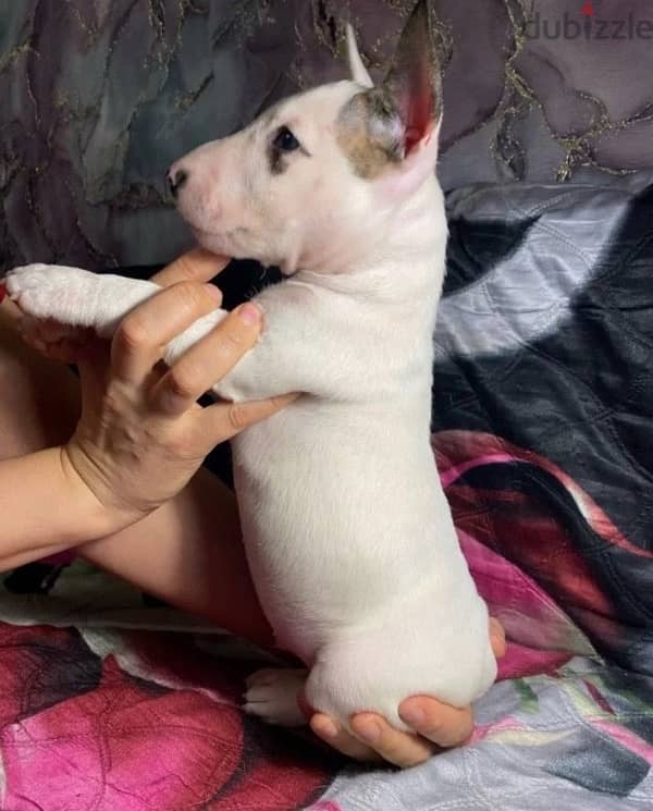 bull terrier puppy boy from Russia 1