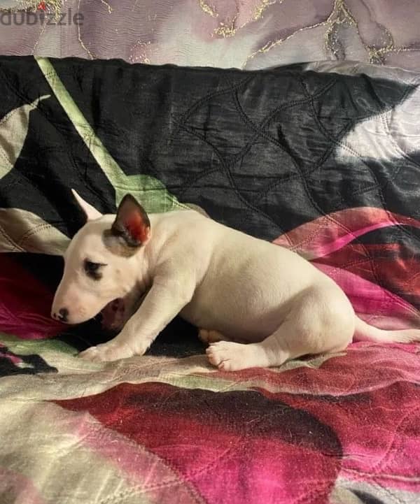 bull terrier puppy boy from Russia 2