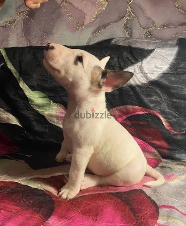 bull terrier puppy boy from Russia 3