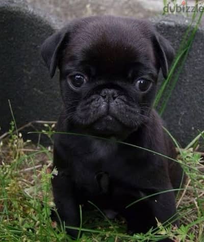 pug pure puppie female for sale