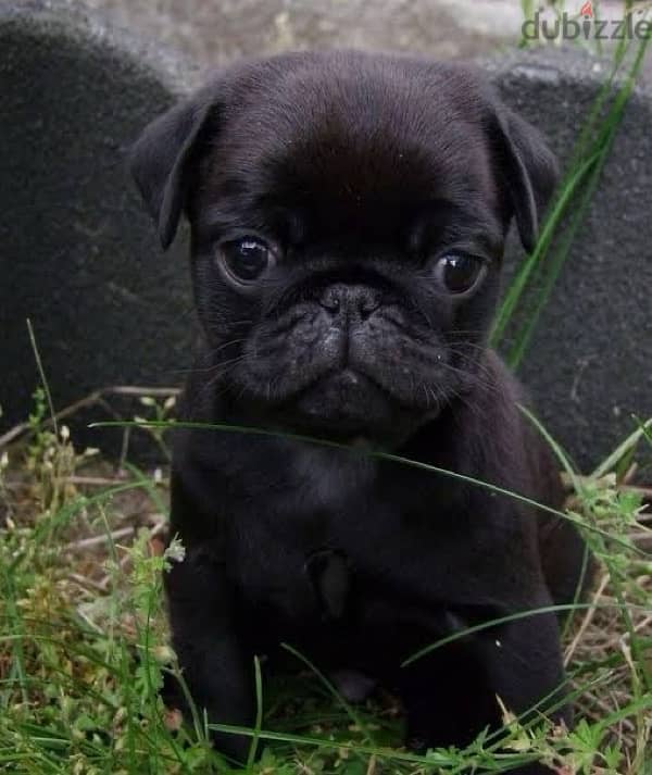 pug pure puppie female for sale 0