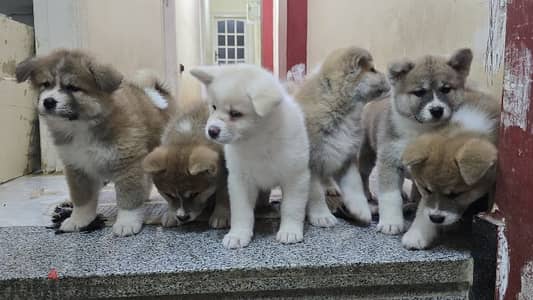 females japanese akita