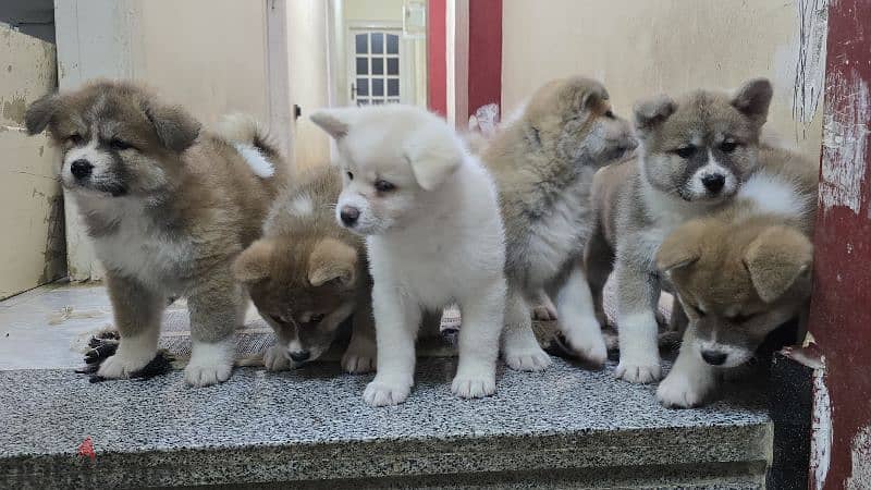 females japanese akita 0