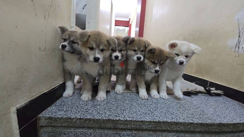 females japanese akita 1