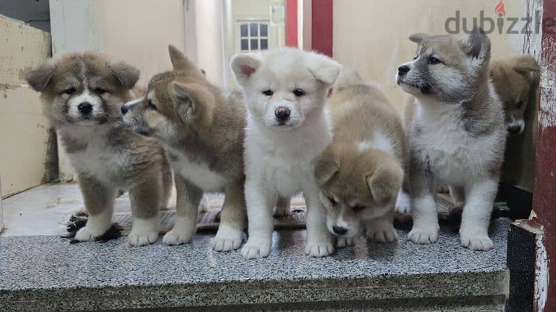 females japanese akita 2