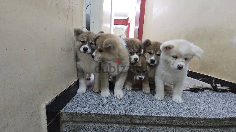 females japanese akita 3