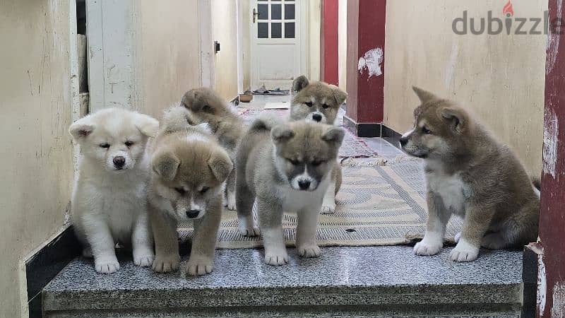 females japanese akita 4