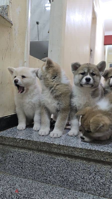 females japanese akita 6