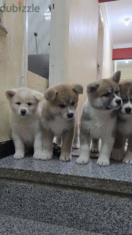 females japanese akita 7