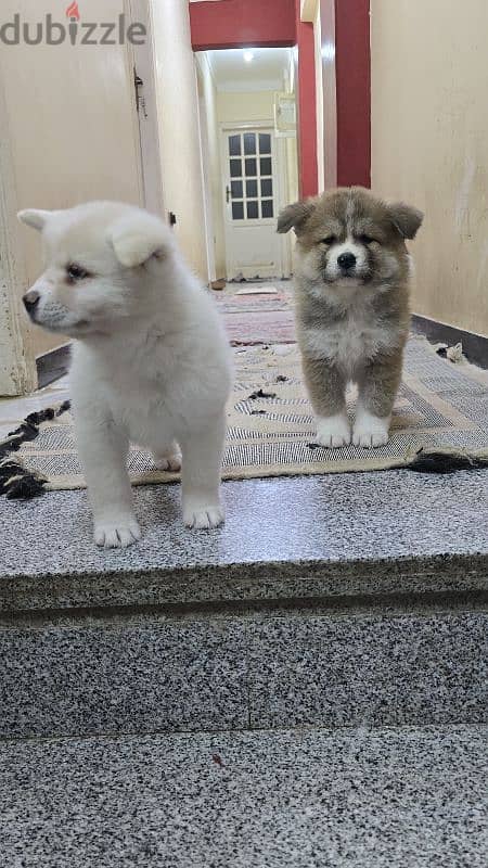 females japanese akita 8