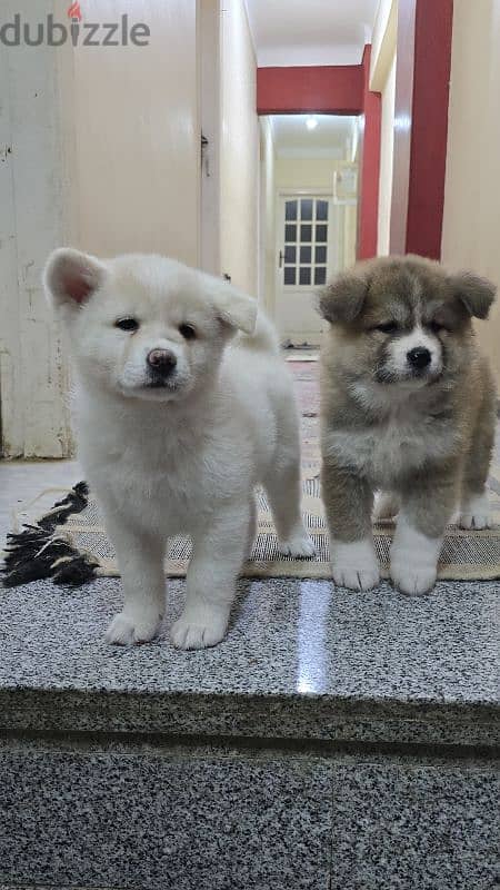 females japanese akita 9