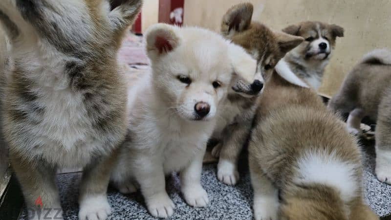 females japanese akita 11