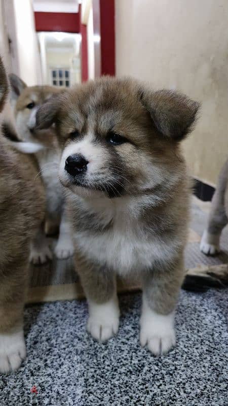 females japanese akita 13