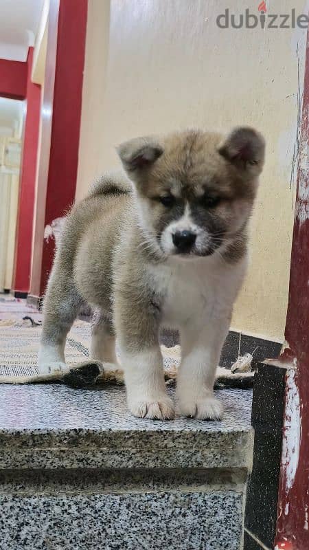 females japanese akita 15