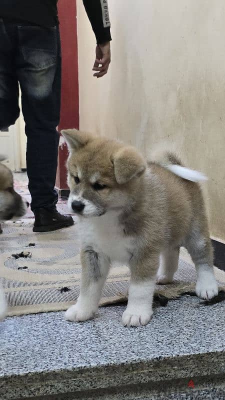 females japanese akita 16