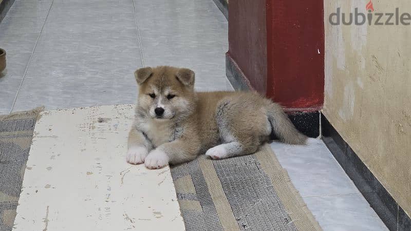 females japanese akita 17