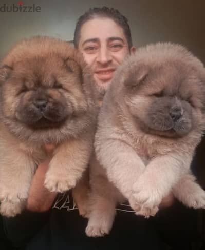 متع عنيك اقوى المستويات في مصر تشاو تشاو Chow Chow