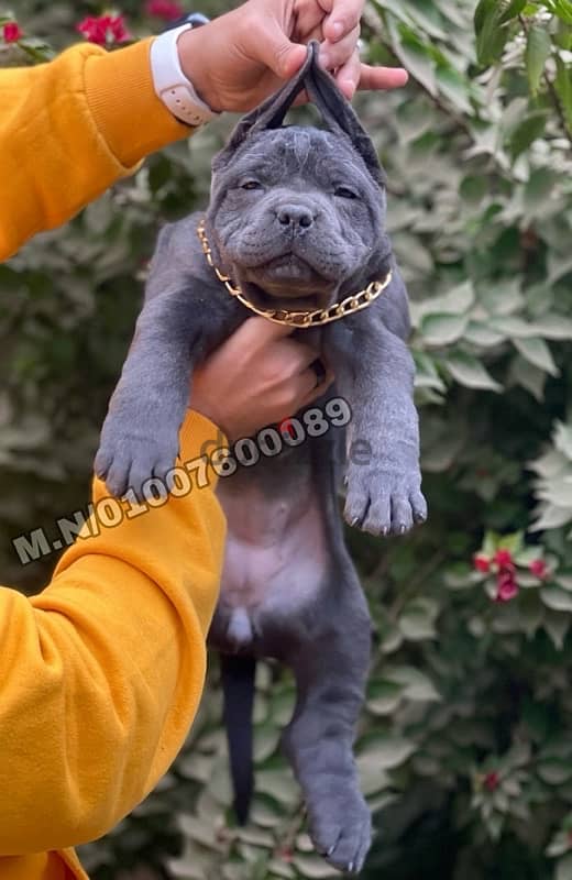 جراوي كين كورسو cane corso puppies 0