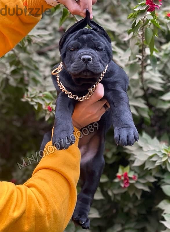 جراوي كين كورسو cane corso puppies 1