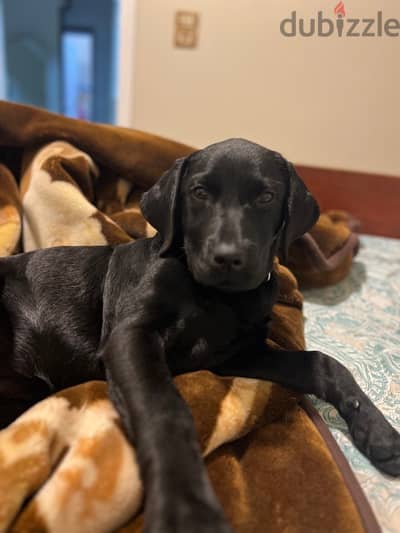 Labrador female 3 month