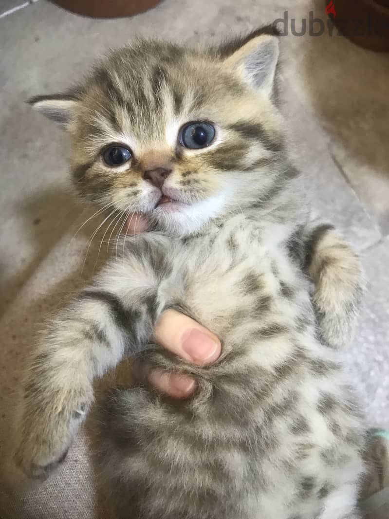 Pure British shorthair kitten for breeding and show with all the docum 0