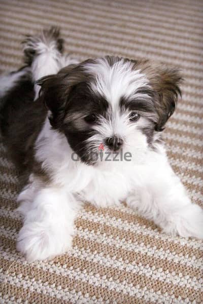 HAVANESE PUPPIES