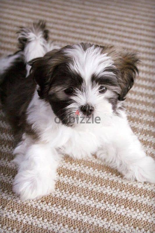 HAVANESE PUPPIES 0