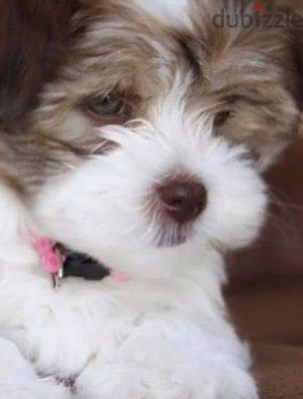 HAVANESE PUPPIES 1