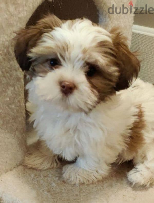 HAVANESE PUPPIES 2