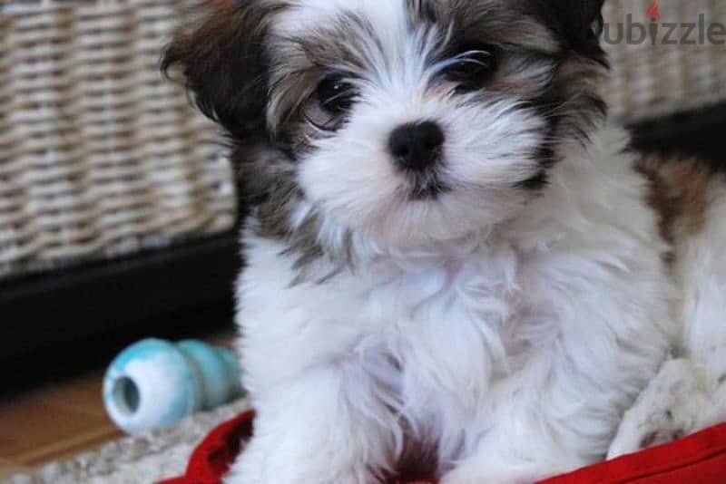 HAVANESE PUPPIES 3