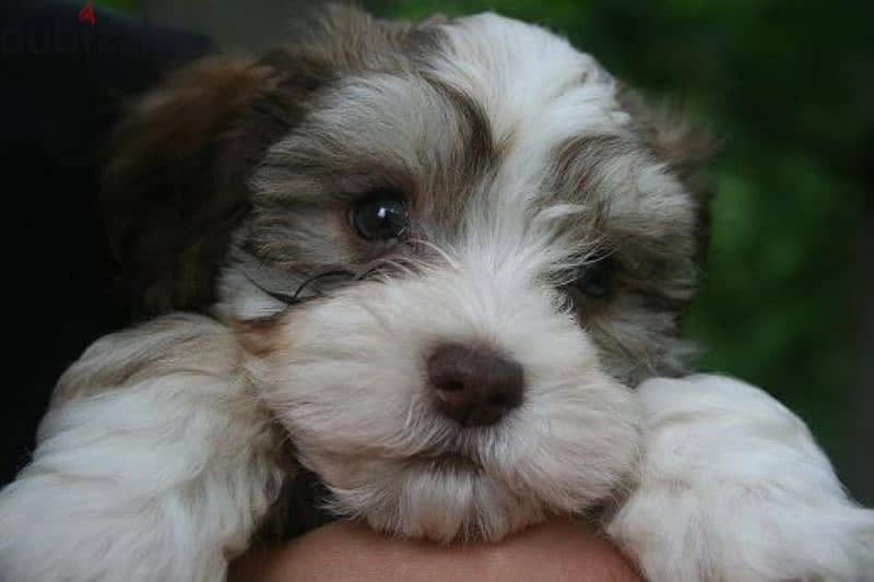 HAVANESE PUPPIES 4