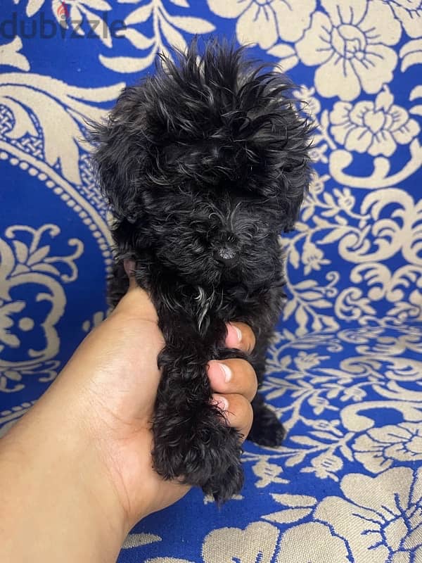 toy poodle 2