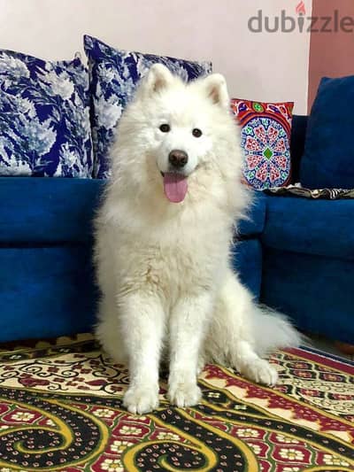 Male Samoyed