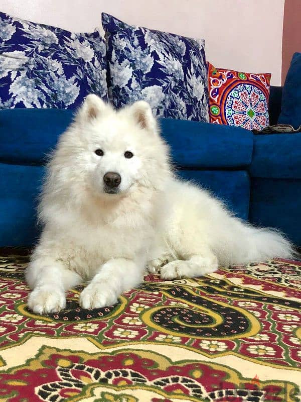 Male Samoyed 1