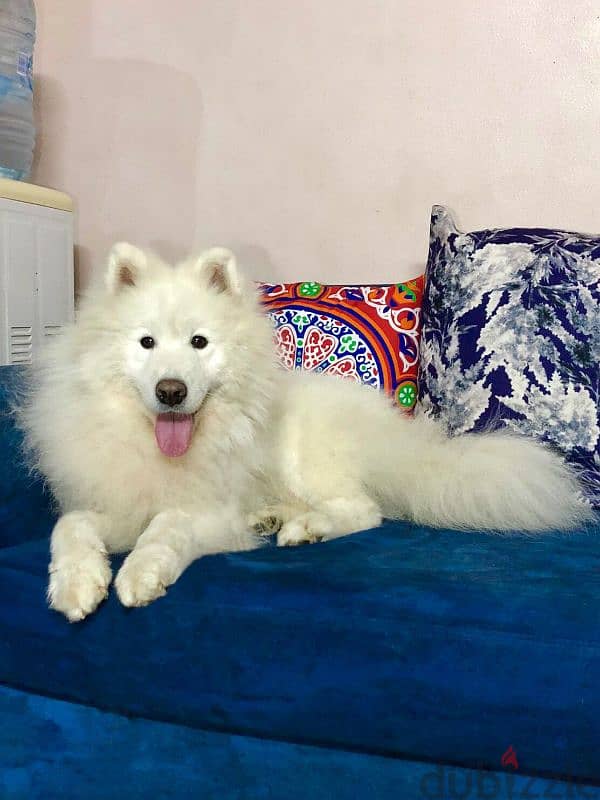 Male Samoyed 2