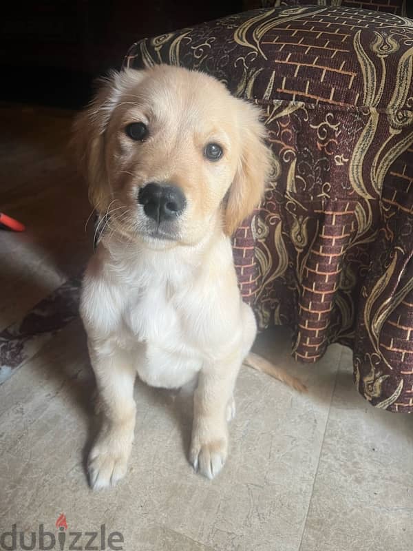 golden retriever  جرو جولدن عالي مطعم 0