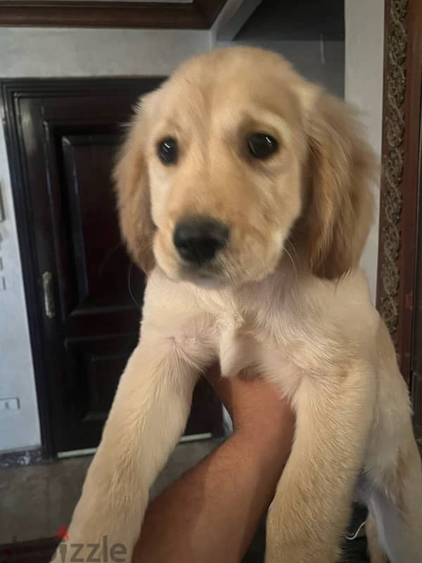 golden retriever  جرو جولدن عالي مطعم 2