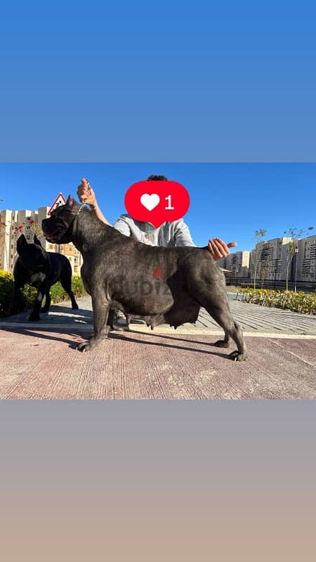 Female cane corso 1