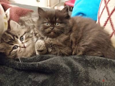 2 Persian cats for sale( 57 days potty trained)