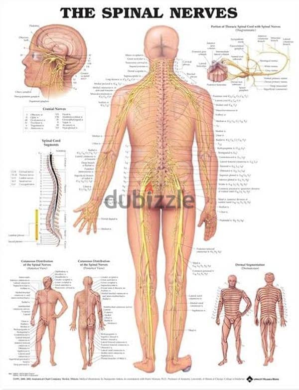 علاج طبيعي في المنزل 0