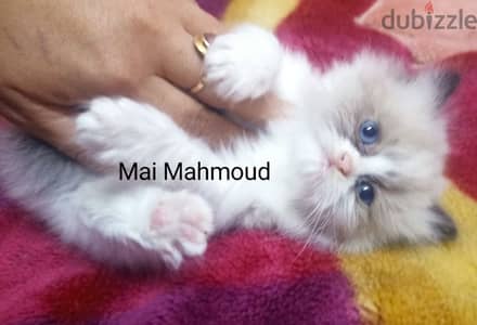 ما شاء الله تبارك الله ولدين راغدول باي كلر اعلي مستويRagdoll cats