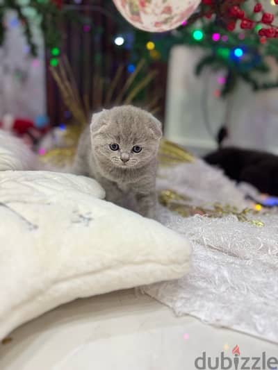 Scottish fold