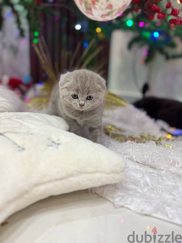 Scottish fold 0