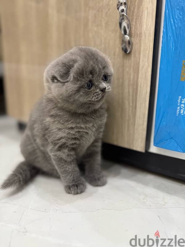 Scottish fold 1