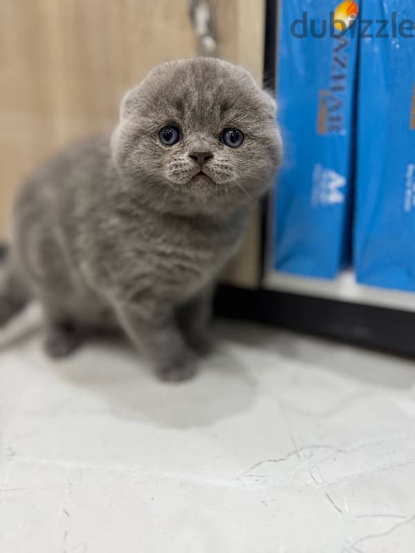 Scottish fold 2