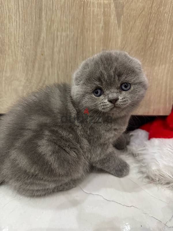 Scottish fold 3